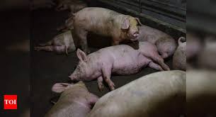 China says G4 swine flu virus not new; does not infect humans easily -  Times of India